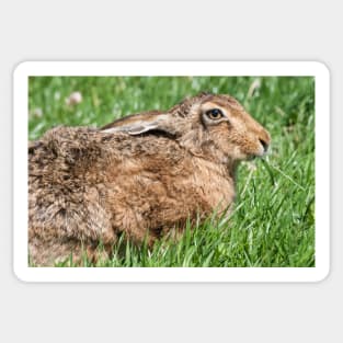 Brown Hare sat in the Grass Sticker